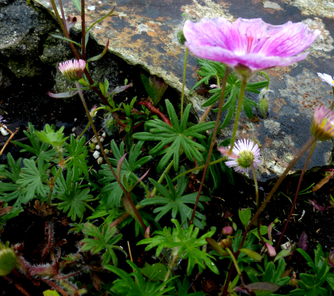 cultivar di Geranium sanguineum (cfr. Elke ) in Cornovagli